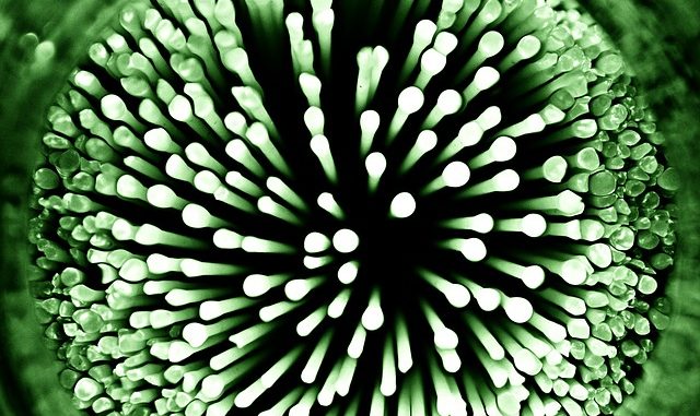 Common Strains Of Probiotics common-strains-of-probiotics