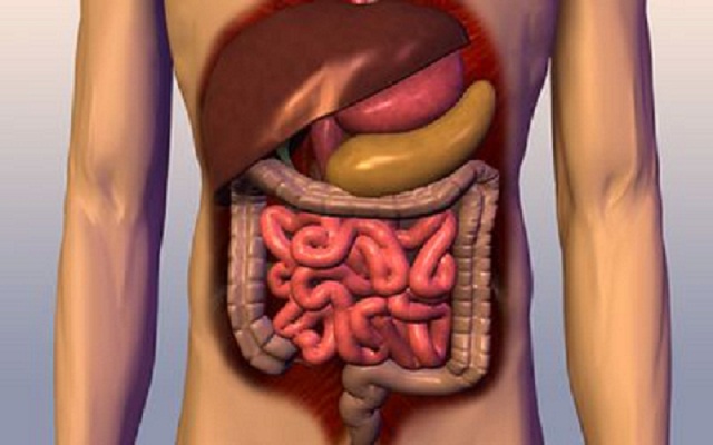 10 Strange Facts About The Gut
