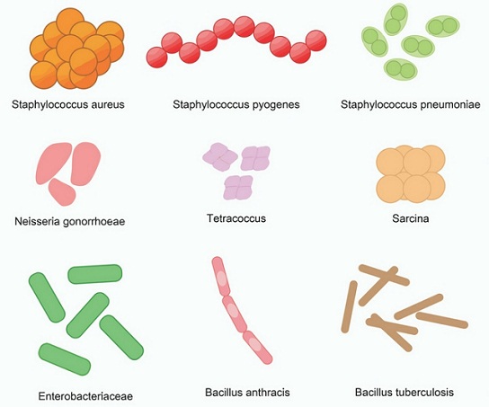 Different Probiotic Strains and Their Effects
