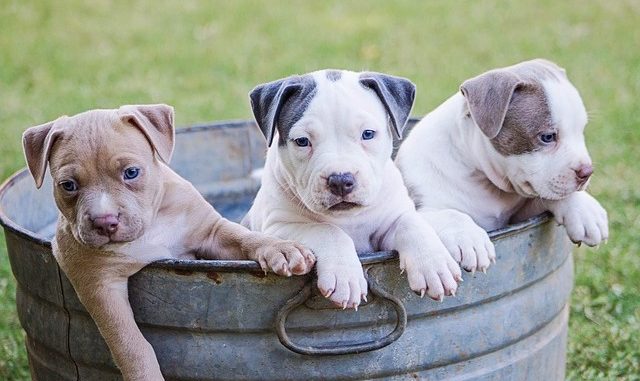 puppies puppies