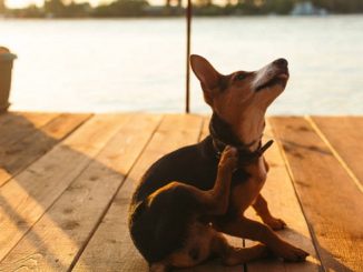 How Probiotics Can Help Your Itchy Dog