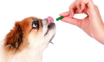 Best Dog  Probiotics – How to Keep Your Dog Healthy