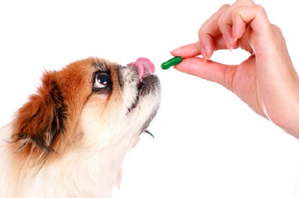 Probiotic Rich Foods For Your Dog